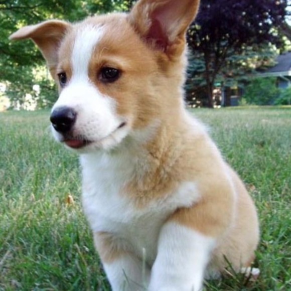 carucorgis
